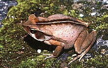 Rhinella ornata 02.jpg