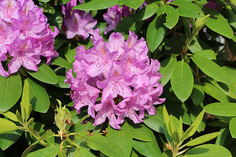 File:Rhododendron, Québec 01.jpg