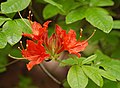 'Mandarin Red' Flower