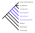 Miniatura per Horneofitòpsides