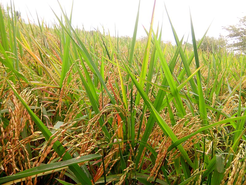 File:Rice Granary of Davao del Sur.jpg