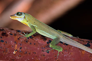 <i>Anolis richardii</i> Species of lizard