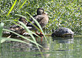 5 Rosdorfer Baggersee bei Göttingen