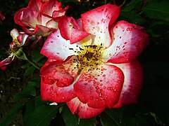 Rose 'Betty Boop'