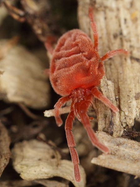 File:Rote Samtmilbe - Red velvet mite (9456293407).jpg