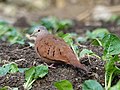 Ruddy Ground-dove (40797509651).jpg