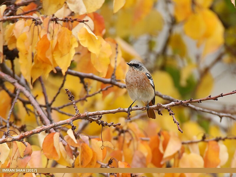 File:Rufous-backed Redstart (Phoenicurus erythronotus) (38156912216).jpg