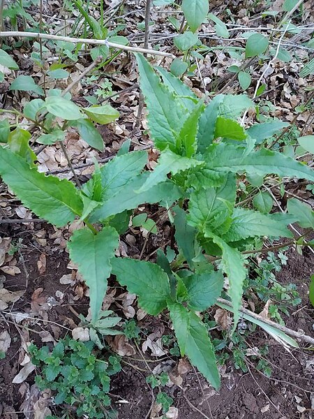 File:Rumex sp. (Polygonaceae).jpg