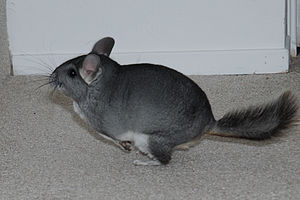 Chinchilla: Nomenclature et systématique, Caractéristiques communes des Chinchillas, Origine et histoire