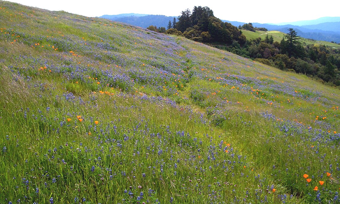 File:Russian Ridge-Wildflowers.jpg