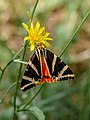 Spanische Flagge (Euplagia quadripunctaria)