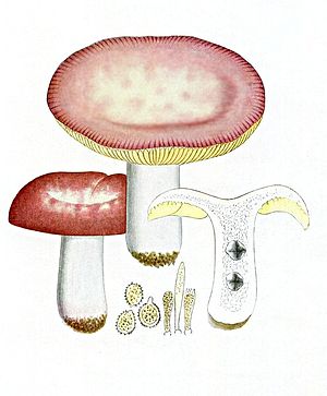 The hot honey deaf (Russula veternosa)