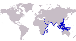 <span class="mw-page-title-main">Northern whiting</span> Species of fish