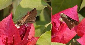 In Kolkata, West Bengal, India SMALL BRANDED SWIFT Pelopidas mathias mathisas W.jpg