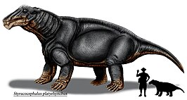 Styracocephalus