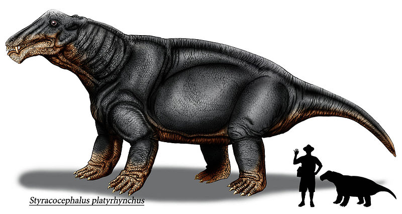 File:STYRACOCEPHALUS 2 copia.jpg