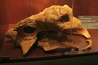 <i>Saichania</i> Extinct genus of dinosaurs