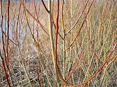 Salix purpurea 02.jpg
