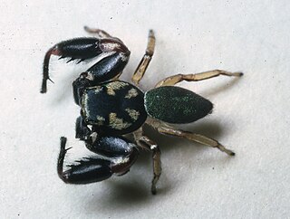 <i>Rudra</i> (spider) Genus of spiders