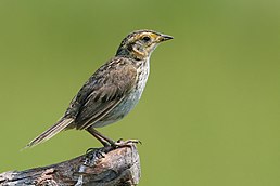 Багновець гострохвостий (Ammospiza caudacuta)