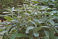 Salvia officinalis (da Silvio Rossi).jpg