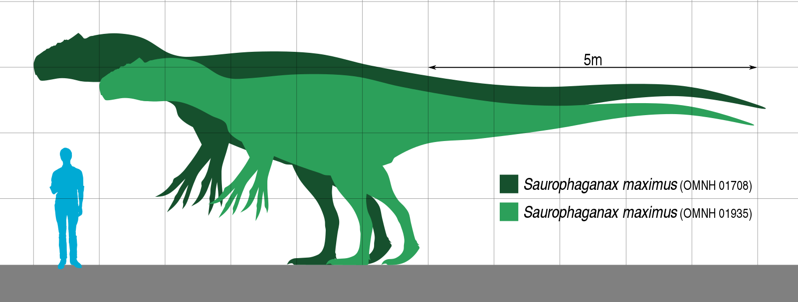 Заурофаганакс. Saurophaganax Maximus. Аллозавр сравнение размеров. Торвозавр против Заурофаганакс.