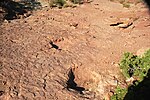 Thumbnail for File:Sauropod dinosaur trackway (Morrison Formation, Upper Jurassic; Copper Ridge Dinosaur Tracksite, Grand County, Utah, USA) 17.jpg