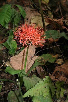 Scadoxus