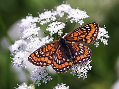 Euphydryas maturna