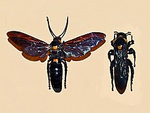 Scoliidae - Scolia procera.JPG