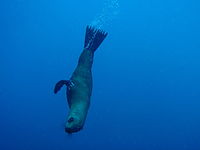 Seal at Klein Tafelberg reef PC083462.JPG