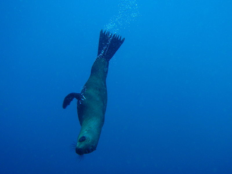 File:Seal at Klein Tafelberg reef PC083462.JPG