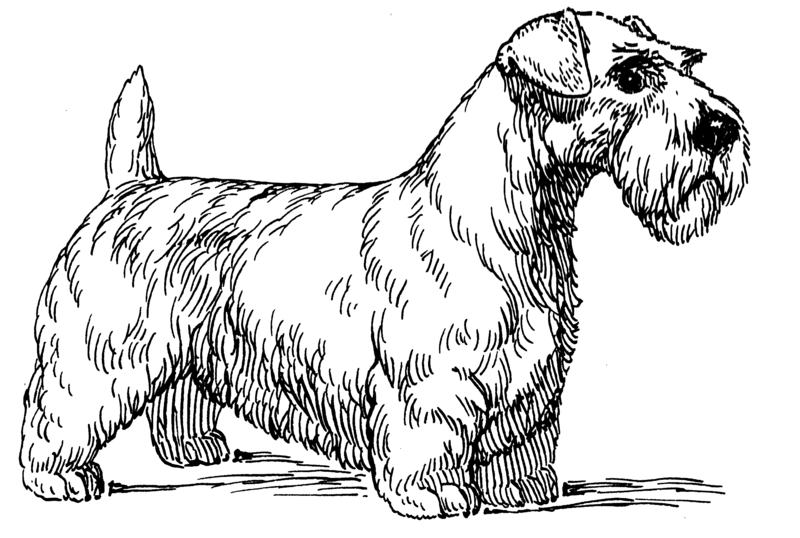 File:Sealyham Terrier - Dog (PSF).png
