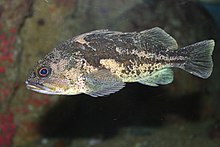 The black-and-yellow rockfish has speckles that are similar to the China rockfish, but lacks the long yellow streak starting at the foredorsal fin curves. Sebastes chrysomelas.jpg