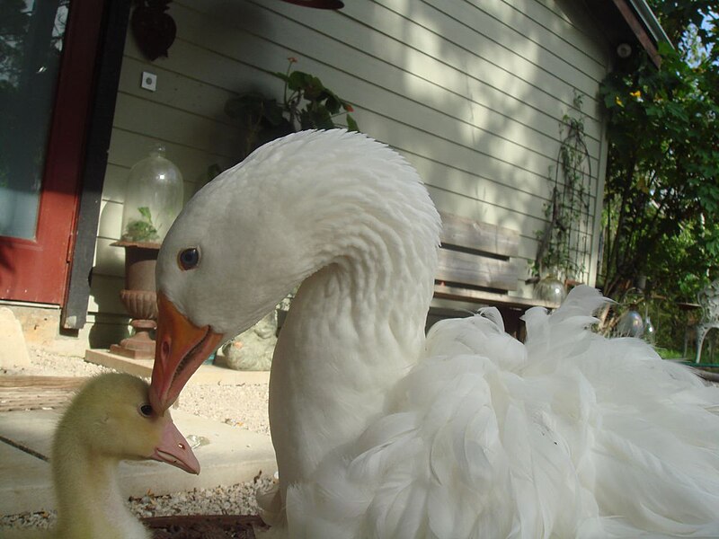 File:Sebastopol goose and gosling.jpg