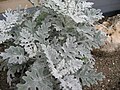 Senecio cineraria