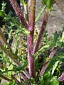 Hairy stems