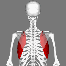Serratus anterior muscle animation