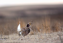 Aštriauodegis prerinis tetervinas (Tympanuchus phasianellus )