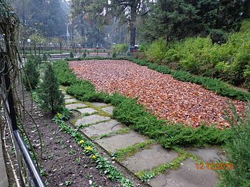 Shedding Leaves Of Beauty.jpg