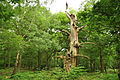 Sherwood Forest (9566).jpg