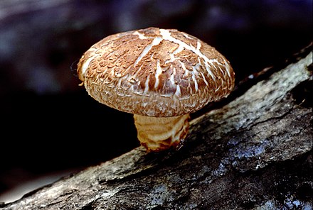 Грибы шиитаки. Гриб шиитаке. Шиитаке съедобные грибы. Шиитаке Shiitake (Lentinula edodes). Шиитаке грибы Императорский шампиньон.