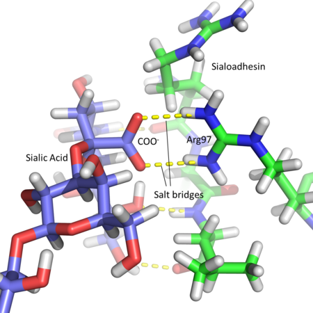 Sialoadhesin's variable immunoglobulin domain in complex with a sialylated glycan. Glycan carbons are in purple, protein carbons in green, oxygens in red, nitrogens in blue and hydrogens in white. Sialoadhesin salt bridge with sialylated glycan.png