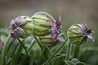 Silene uralensis