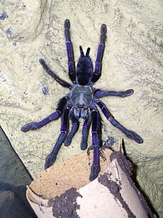 A espécie Omothymus violaceopes