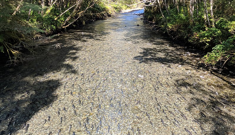 File:Sitka spawning salmon 180906.jpg