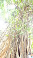 Big Banyan tree near Sivasailam temple