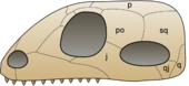 Skull synapsida 1.png