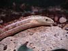 Slender glass lizard.jpg