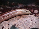 Slender glass lizard